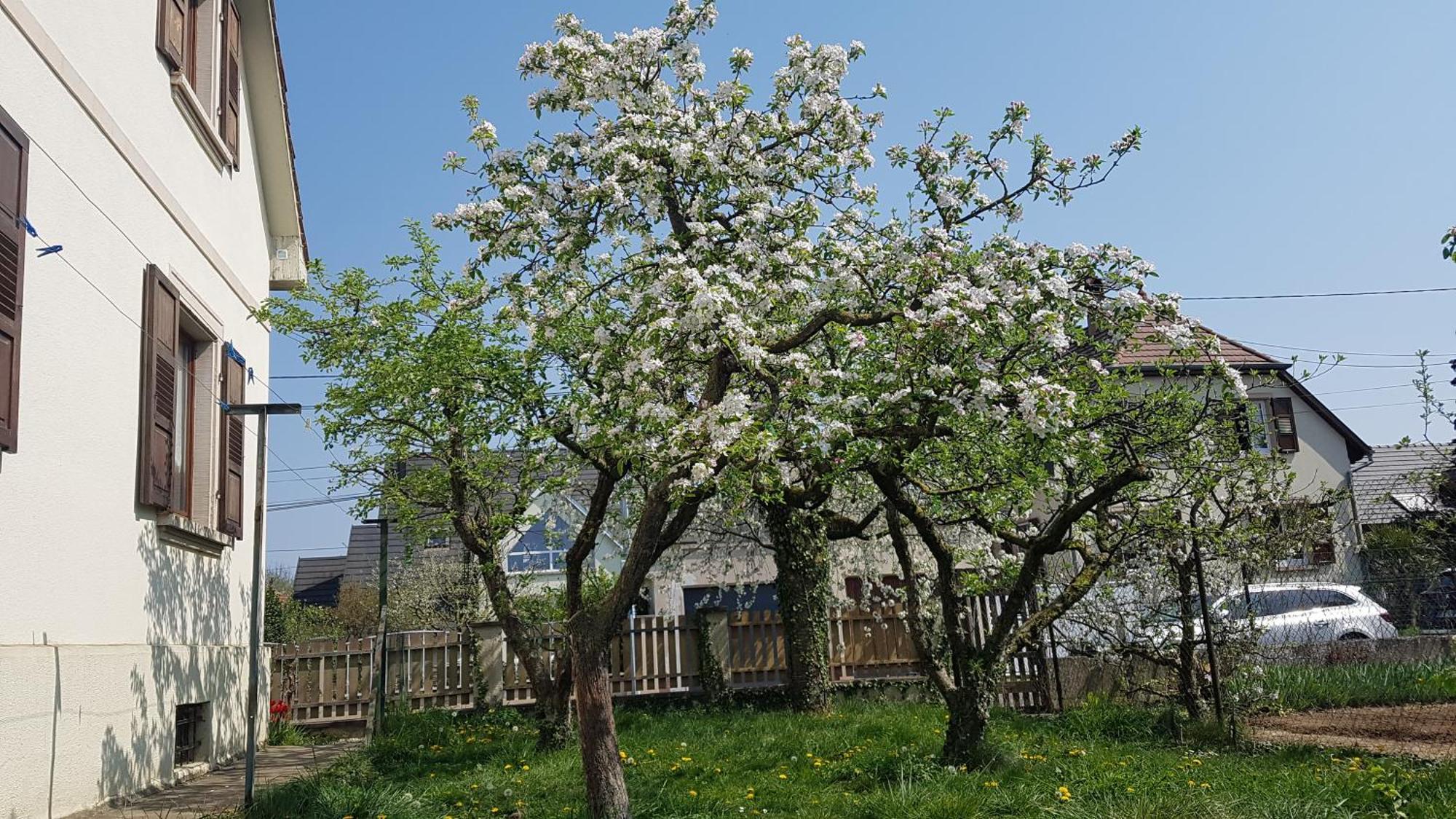 Maison Les 3 Roses Wolfisheim Bagian luar foto